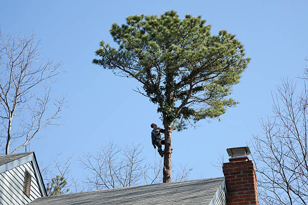 Tree and Shrub Care in Springdale, MD